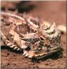 Horned Lizard (Phrynosoma sp.)