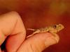 Texas Horned Lizard (Phrynosoma cornutum)