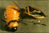 Two-spotted Stink Bug (Perillus bioculatus)