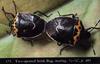 Two-spotted Stink Bug (Perillus bioculatus)