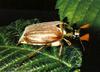 Common Cockchafer, May Bug (Melolontha melolontha (Linnaeus))