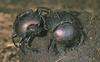 (African) Dung Beetle (Scarabaeidae)
