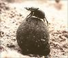 (African) Dung Beetle (Scarabaeidae)