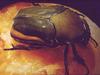 Dung Beetle (Scarabaeidae)