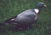 Common Wood-pigeon (Columba palumbus)