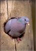Common Wood-pigeon (Columba palumbus)