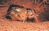 East African Cricket (Gryllidae)