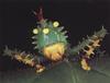 Spike-headed Katydid (Panacanthus cuspidatus), Tettigoniidae  괴충(怪蟲)