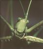 Spiny-legged Katydid (Tettigoniidae)