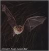 Greater Long-eared Bat (Nyctophilus timoriensis)