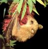 Blossom Bat (Pteropodidae)