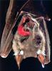 Fruit Bat (Pteropodidae)