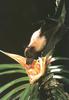 Marianas Flying Fox (Pteropus mariannus)