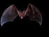 Australian False Vampire Bat / Ghost Bat (Macroderma gigas)