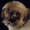 Ghost-faced Bat (Mormoops megalophylla)