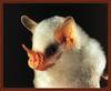 Honduran White Bat (Ectophylla alba)