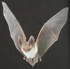 Greater Horseshoe Bat (Rhinolophus ferrumequinum)