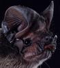 Free-tailed Bat (Molossidae)