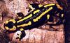 Black and Yellow Salamander