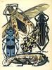 Longicorn Beetles