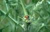Seven-spotted Ladybug (Coccinella septempunctata)