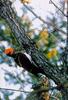 크낙새 Dryocopus javensis richardsi (White-bellied Black Woodpecker)