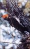 크낙새 Dryocopus javensis richardsi (White-bellied Black Woodpecker)