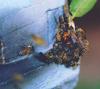 꿀벌의 침입자 방어 방법, 열구(熱球) [과학기술동향 2005/09/26]