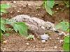 영국의 멸종위기에 처한 돌물떼새 보호활동 [과학기술동향 2005/09/22]