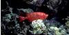 Vermilion Rockfish (Sebastes miniatus)