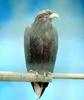 흰꼬리수리 [white-tailed sea eagle]