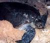 올리브각시바다거북 (동물이름사전)
