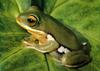 Chinese Whipping Frog (Polypedates chenfui)