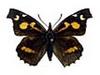 뿔나비  Libythea celtis (Nettle-tree Butterfly)