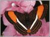 Butterfly (Adelpha oytherea)