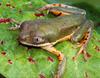 Orange Legged Monkey Frog (Phyllomedusa hypochondrialis)
