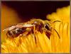 Wstern Honeybee (Apis mellifera)