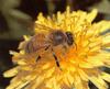 Western Honeybee (Apis mellifera)