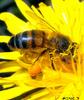 Western Honeybee (Apis mellifera)