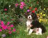 Dog - Cavalier King Charles Spaniel (Canis lupus familiaris)