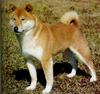 Dog - Shiba Inu (Canis lupus familiaris)