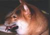 Dog - Shiba Inu (Canis lupus familiaris)