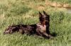 Dog - Australian Shepherd (Canis lupus familiaris)