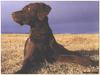 Dog - Chesapeake Bay Retriever (Canis lupus familiaris)