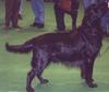 Dog - Flat-coated Retriever (Canis lupus familiaris)