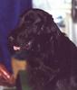 Dog - Flat-coated Retriever (Canis lupus familiaris)