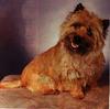 Dog - Cairn Terrier (Canis lupus familiaris)