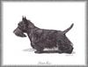 Dog - Scottish Terrier (Canis lupus familiaris)