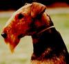 Dog - Welsh Terrier (Canis lupus familiaris)