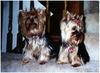 Dog - Yorkshire Terrier (Canis lupus familiaris)